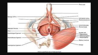 Increase Your Penis – Kegel Exercise Sitting On Towel Ball | Big Dick – S13